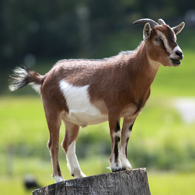 Cabrito Criollo - Levante II
