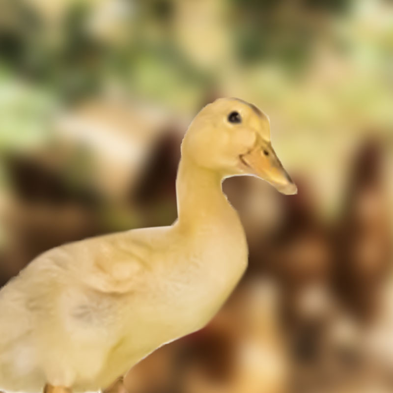 Pato Mejorado - Inicio