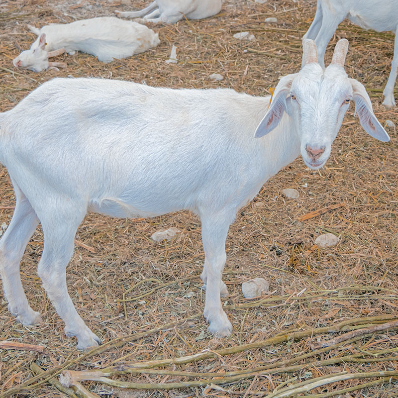 Cabrito Criollo - Engorde
