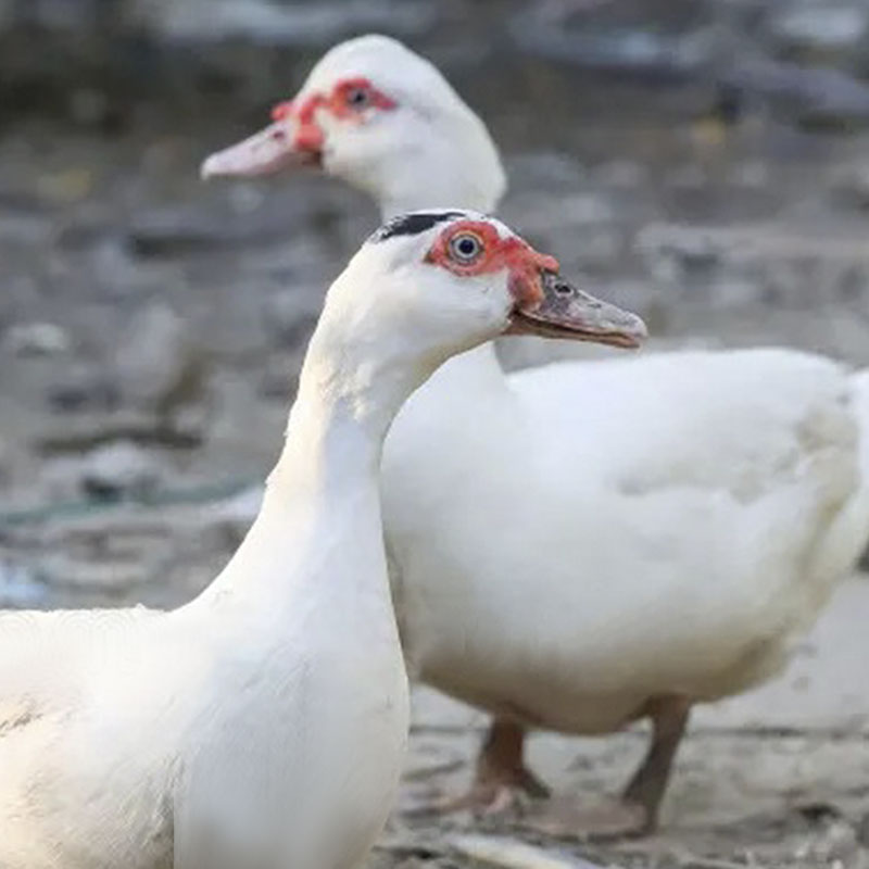 Pato Mejorado - Crecimiento